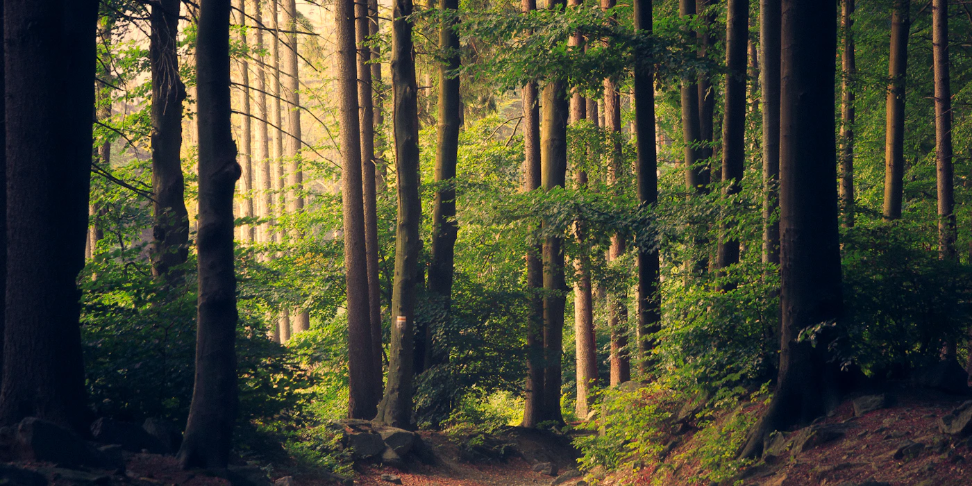 Woodland trails on the edge of Crawley in West Sussex
