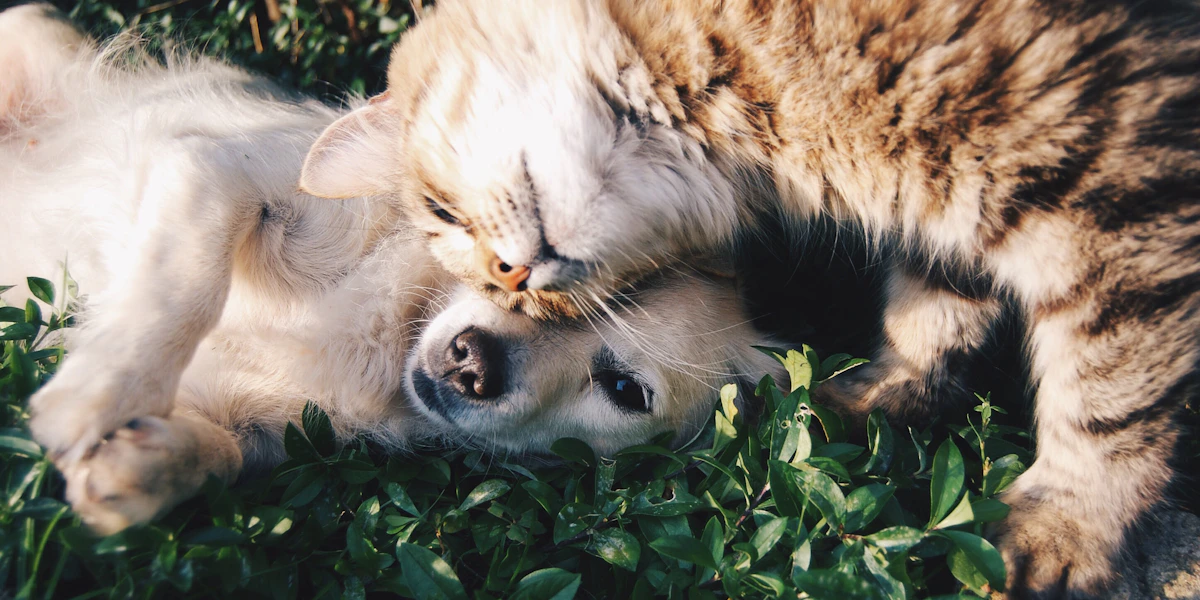 Couple playing with a dog together, happy and relaxed at home