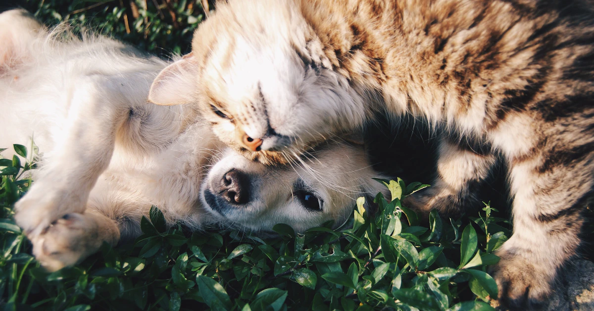 Getting a Pet Together: What It Really Means for Your Relationship