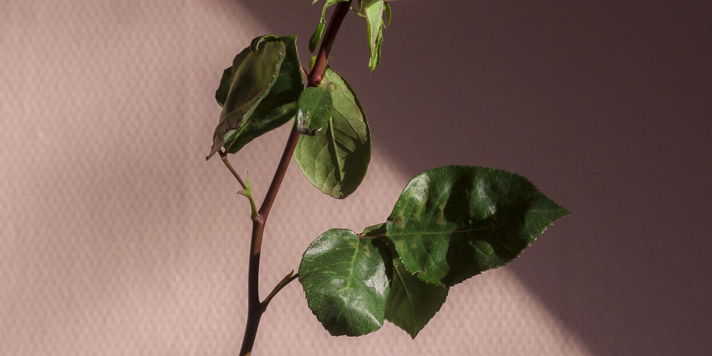 Codependency vs. Healthy Interdependence: Drawing the Line